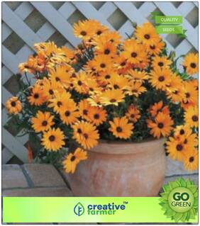Seeds : Exotic Plants : Orange Cape Daisy Premium Economy Kitchen Garden Plant Seeds