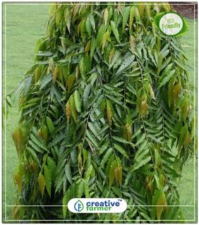 Seeds : False Ashoka Native To India Tallest Rare Tree Economy Gardening Plant Seeds