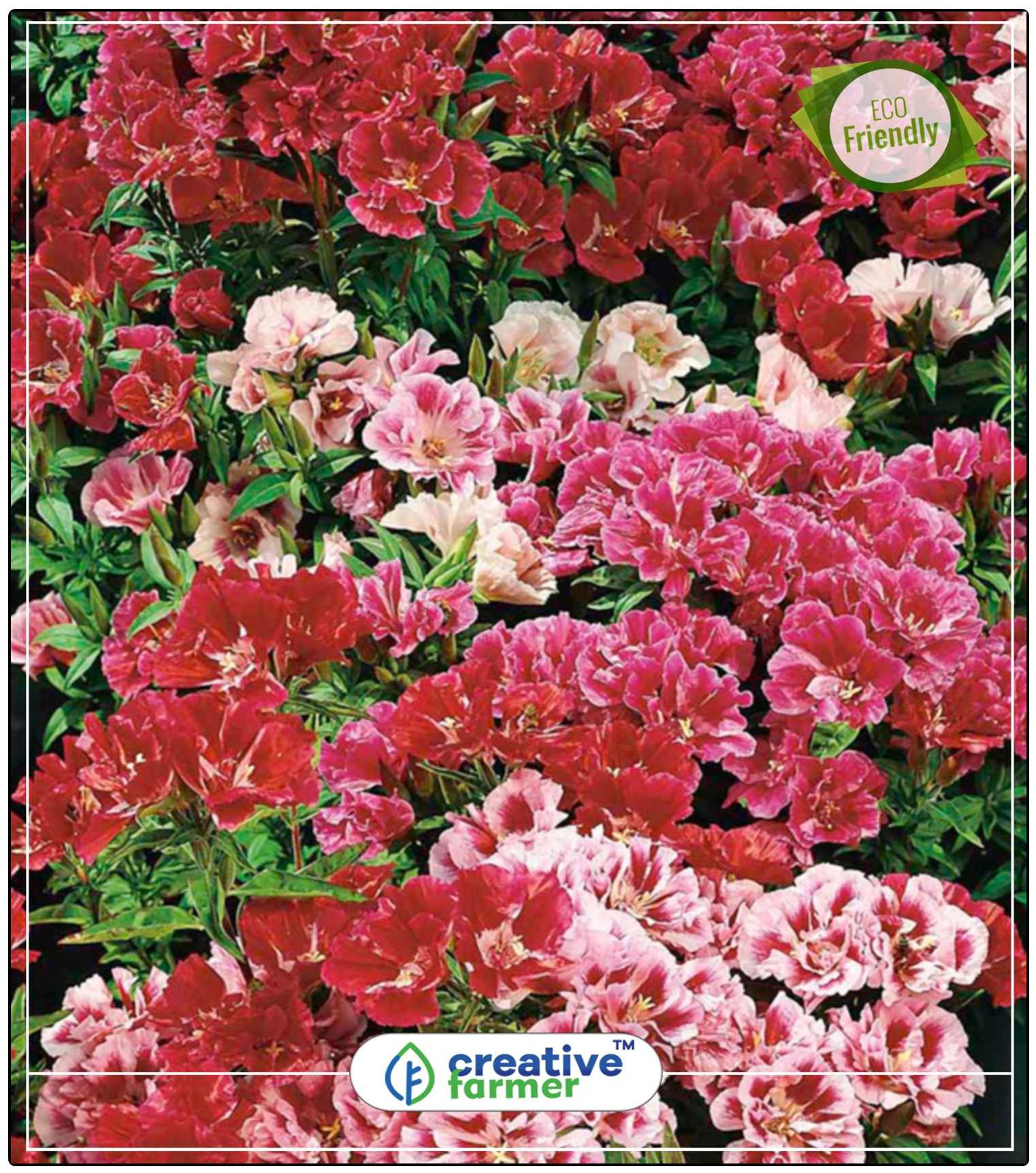 https://assetscdn1.paytm.com/images/catalog/product/H/HO/HOMSEEDS-FAREWECREA887475A1186FA/1563113011328_0..jpg