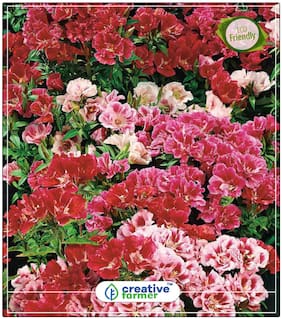 Seeds : Farewell To Spring Flower Seed For Garden Economy Gardening Plant Seeds