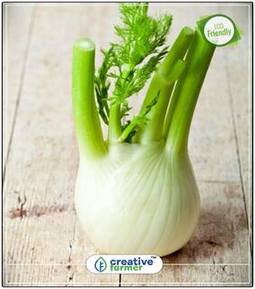Seeds : Fennel Folrance Moti Saunf Herb Seeds For Garden Economy Gardening Plant Seeds