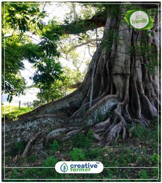 Seeds : Ficus Infectoria - Kari-Basari Tree Seeds Economy Gardening Plant Seeds