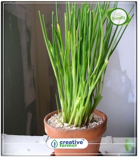 Seeds : Finestflavoured Of The Onion Chives Herb Seeds For Home Garden Economy Gardening Plant Seeds