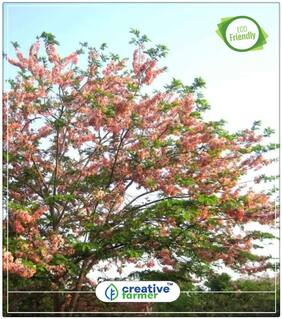 Seeds : Floristic Plants Pink Shower Flower Plant Economy Gardening Plant Seeds