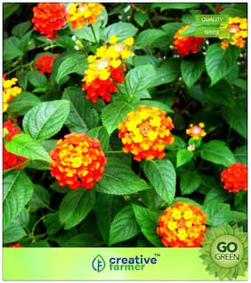 Seeds : Flowering Shrub Tree Seeds : Lantana Camara - Van Phandaa Premium Economy Kitchen Garden Plant Seeds