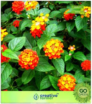 Seeds : Flowering Shrub Tree Seeds : Lantana Camara - Van Phandaa Premium Economy Kitchen Garden Plant Seeds
