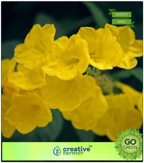 Seeds : Flower Bonsai Seeds : Manjarali Yellow Flower Creeper Flower Plant Seeds For Garden Border Bonsai Plant Garden Flower Seeds Premium Economy Kitchen Garden Plant Seeds
