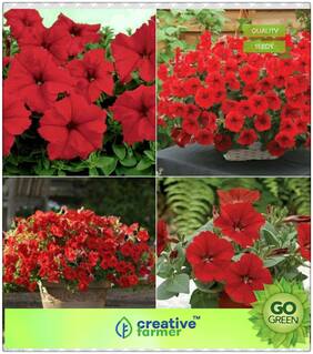 Seeds : Flower Seeds Evergreen : Red Petunia Hybrid Seeds Premium Economy Kitchen Garden Plant Seeds