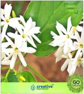 Seeds : Flowering Tree Seeds : Parijat Sacred Tree