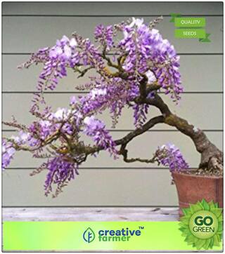 Seeds : Flowering Tree : Black Poui Premium Economy Kitchen Garden Plant Seeds