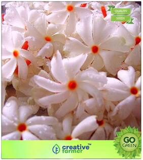 Seeds : Flowering Tree Seeds : Raat Ki Rani Flowering Suitable Flower Plant Seeds Premium Economy Kitchen Garden Plant Seeds