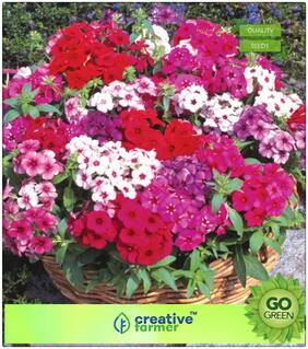 Seeds : Flower Seed Kit : Phlox Beauty Mixed Premium Economy Kitchen Garden Plant Seeds