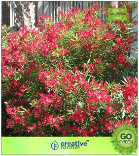 Seeds : Flowering Tree Seeds : Kaner