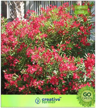 Seeds : Flowering Tree Seeds : Kaner