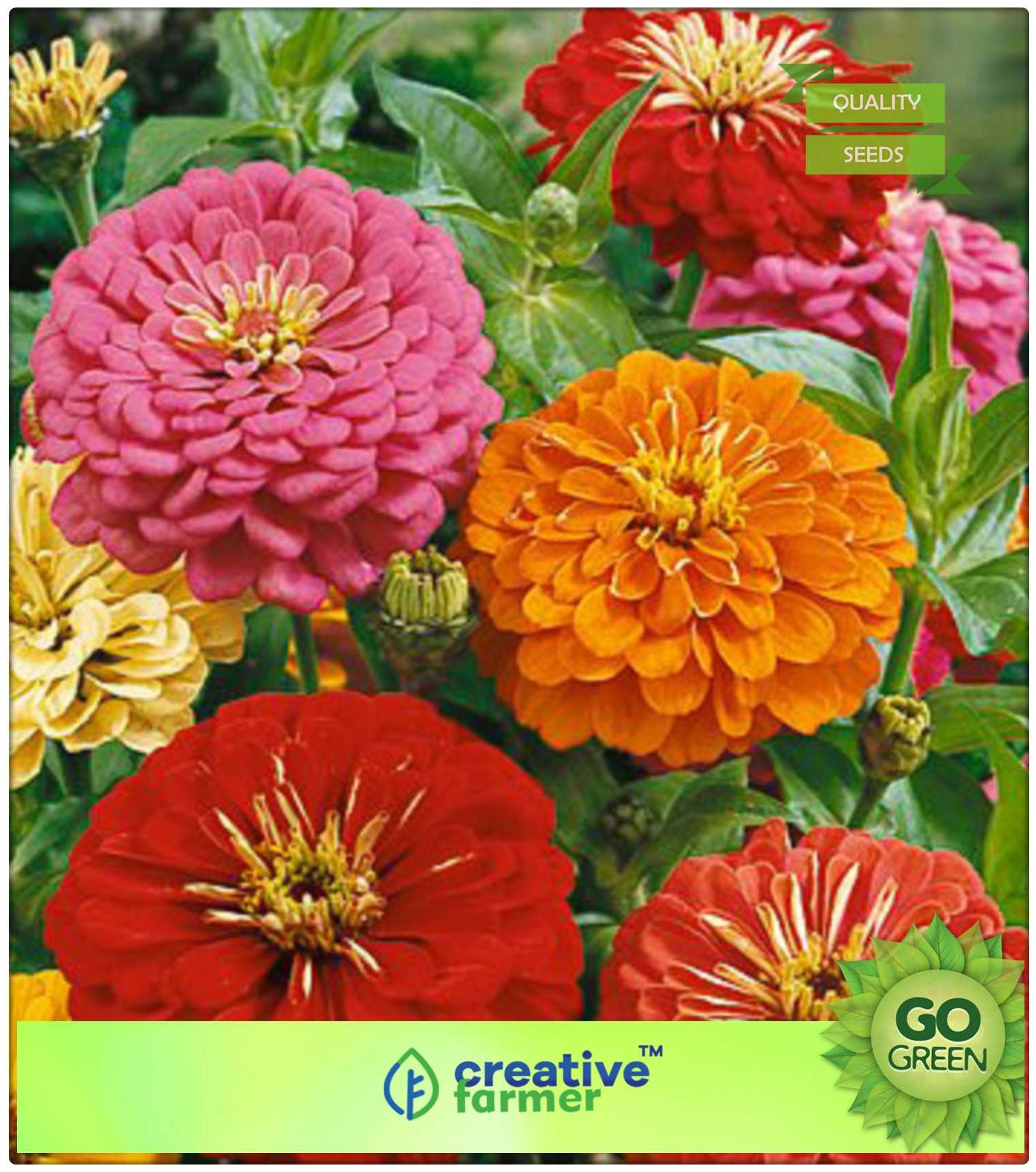 https://assetscdn1.paytm.com/images/catalog/product/H/HO/HOMSEEDS-FLOWERCREA8874749D44DDA/1563036487348_0..jpg