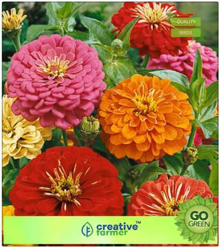 Seeds : Flower Seeds Hybrid : Zinnia Mix Flower Seeds Premium Economy Kitchen Garden Plant Seeds