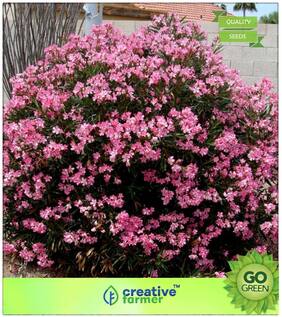 Seeds : Flowering Tree Seeds : Nerium Oleander (Peach;Dwarf) - Pink Premium Economy Kitchen Garden Plant Seeds