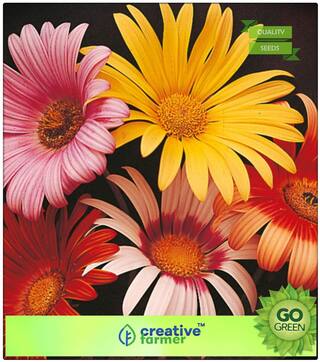 Seeds : Flower Seeds For All Season India : Blue Eyed Daisy - Arctotis Grandis Premium Economy Kitchen Garden Plant Seeds