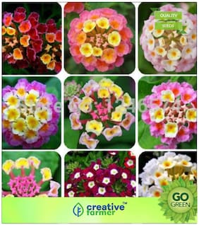Seeds : Flowering Shrub Tree Seeds : Tickberry Verbena Mixed Premium Economy Kitchen Garden Plant Seeds