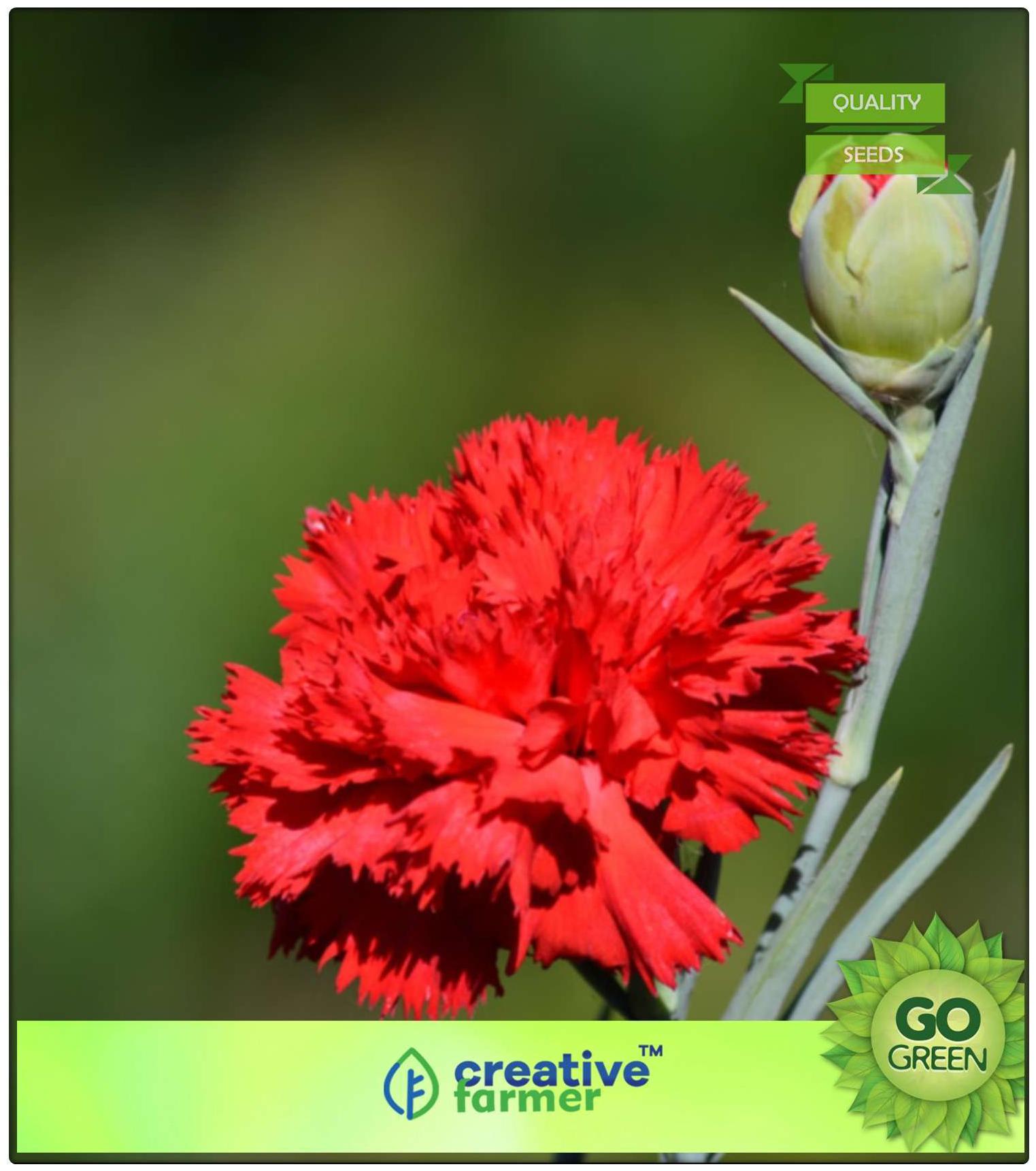Buy Seeds Flower Seeds For Summer Season Carnations That Express