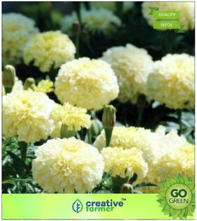 Seeds : Flower Seeds : White Colour Marigold Premium Premium Economy Kitchen Garden Plant Seeds