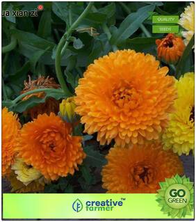 Seeds : Flower Seeds Evergreen : Genda Pot Marigold Orange Premium Economy Kitchen Garden Plant Seeds