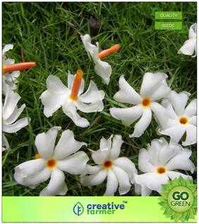 Seeds : Flowering Tree Seeds : Raat Ki Rani Flowering Plants Seeds Premium Economy Kitchen Garden Plant Seeds