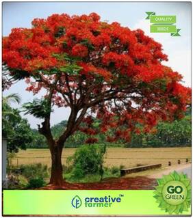 Seeds : Flowering Tree Seeds : Ornamental Tree Gulmohar Premium Economy Kitchen Garden Plant Seeds