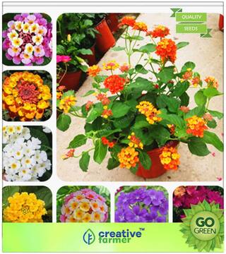 Seeds : Flowering Shrub Tree Seeds : Lantana X Aculeata F. Crocea Mixed Colours Premium Economy Kitchen Garden Plant Seeds