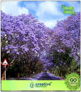 Seeds : Flowering Tree Seeds : Jacaranda Mimosifolia Premium Economy Kitchen Garden Plant Seeds