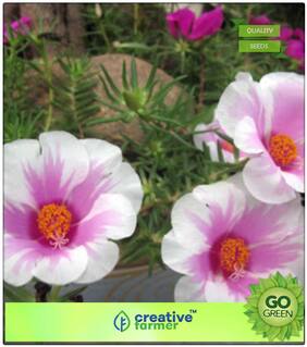 Seeds : Flower Seeds Indoor : Nau Bajiya Premium Economy Kitchen Garden Plant Seeds