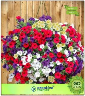 Seeds : Flower Seeds For Summer Season : Petunia Flower Seeds Premium Economy Kitchen Garden Plant Seeds