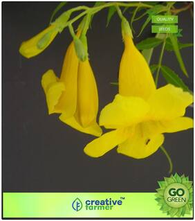 Seeds : Flower Bonsai Seeds : Swarnapatti Yellow Flower Creeper Flower Plant Seeds For Front Yard Bonsai Plant Garden Flower Seeds Premium Economy Kitchen Garden Plant Seeds