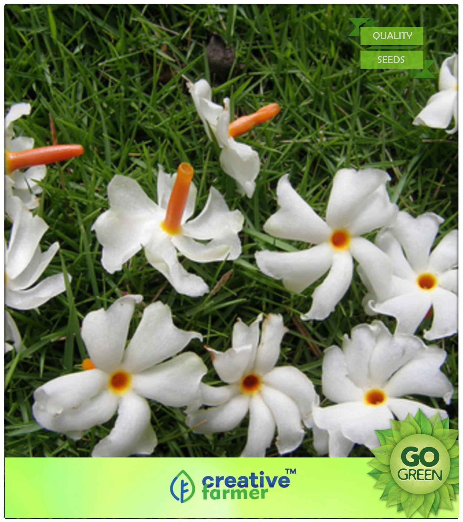 https://assetscdn1.paytm.com/images/catalog/product/H/HO/HOMSEEDS-FLOWERCREA887479C44C0DD/1563112929521_0..jpg