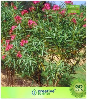Seeds : Flowering Tree Seeds : Natural Shrub Ornamental Plant Oleander Premium Economy Kitchen Garden Plant Seeds