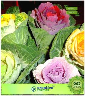 Seeds : Flower Seeds Indoor : Ornamental Kale Mixima Mixed Premium Economy Kitchen Garden Plant Seeds
