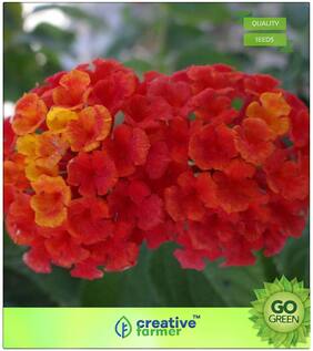Seeds : Flowering Shrub Tree Seeds : Lantana Camara Seeds;Orange Pink Purple Banderita Espanola Butterfly Flower Premium Economy Kitchen Garden Plant Seeds
