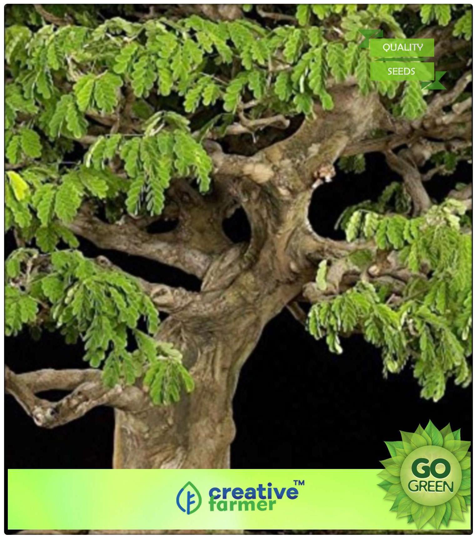 https://assetscdn1.paytm.com/images/catalog/product/H/HO/HOMSEEDS-FLOWERCREA88747AF6E8D55/1563037061363_0..jpg