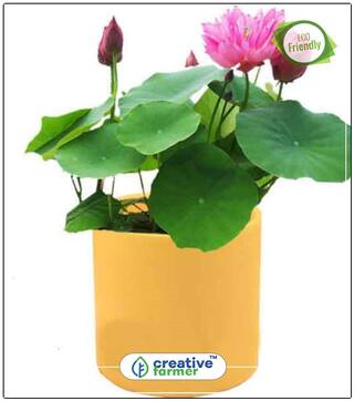 Seeds : Flower Seeds Flower Seeds For Summer Season Economy Gardening Plant Seeds