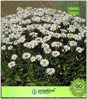 Seeds : Flower Seeds For Summer Season : Star Of The Veldt Premium Economy Kitchen Garden Plant Seeds
