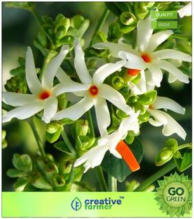 Seeds : Flowering Tree Seeds : Parijat Premium Economy Kitchen Garden Plant Seeds