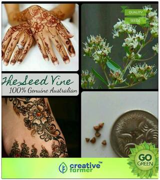 Seeds : Flower Tree Seeds : Mehndi (Henna Plant Seeds) Premium Economy Kitchen Garden Plant Seeds