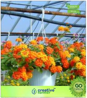 Seeds : Flowering Shrub Tree Seeds : Magwagwa Premium Economy Kitchen Garden Plant Seeds
