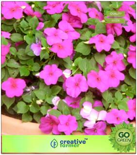 Seeds : Flower Seed For Winter : Phlox Beauty Lady Mixed Premium Economy Kitchen Garden Plant Seeds