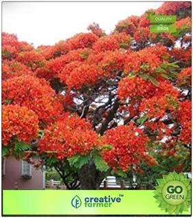 Seeds : Flowering Tree Seeds : Gulmohar Premium Economy Kitchen Garden Plant Seeds