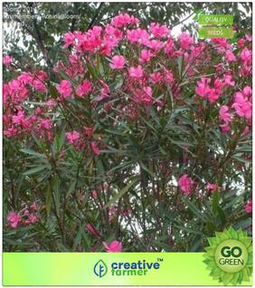 Seeds : Flowering Tree Seeds : Pinck Red Oleander Premium Economy Kitchen Garden Plant Seeds