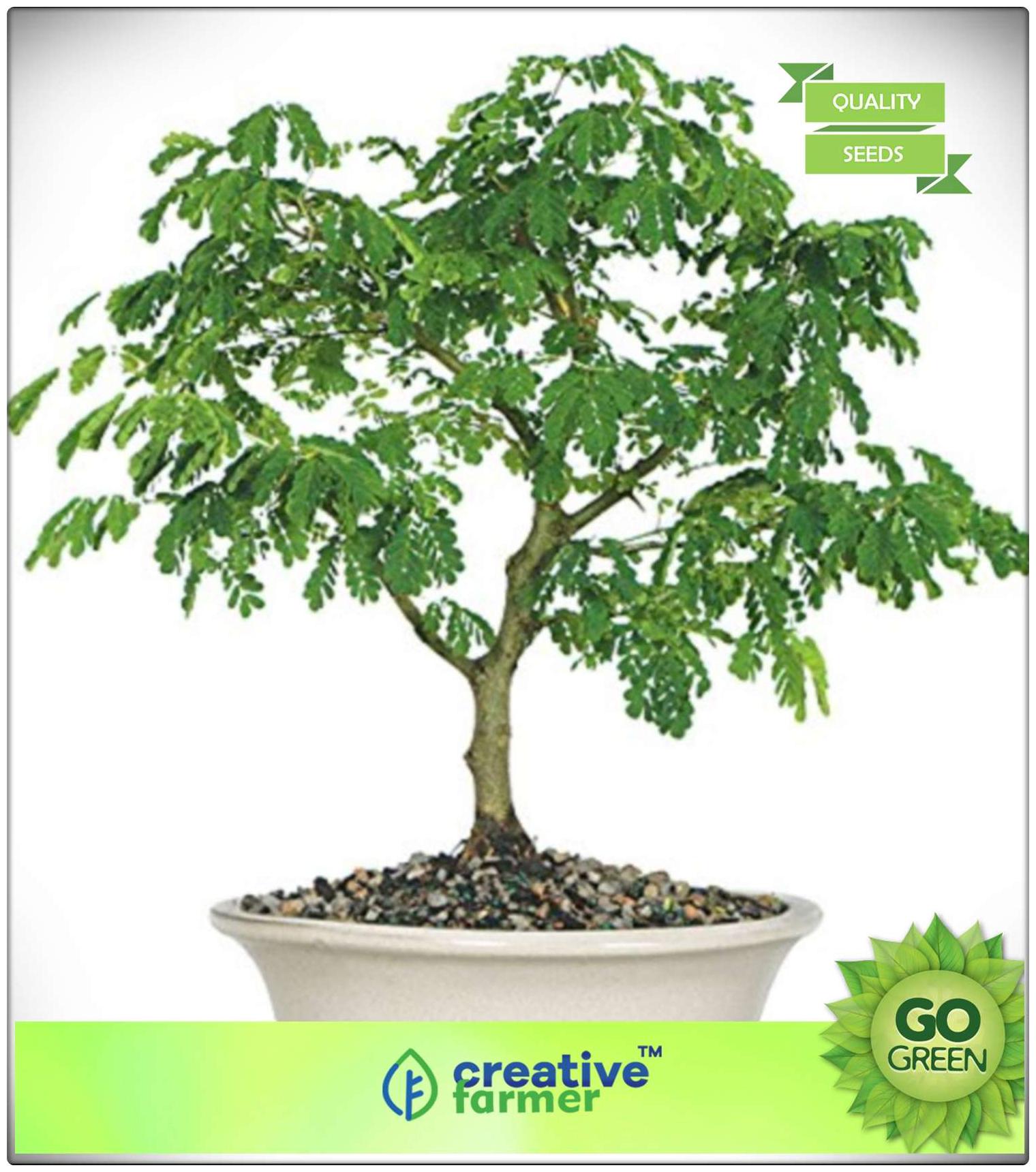 https://assetscdn1.paytm.com/images/catalog/product/H/HO/HOMSEEDS-FLOWERCREA88747EE64BF40/1563036521957_0..jpg