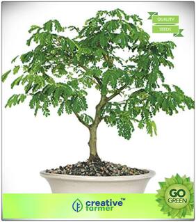 Seeds : Flowering Tree : Mimosa Saman Premium Economy Kitchen Garden Plant Seeds