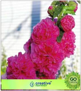Seeds : Flower Seed Combo Pack : Hollyhock Flower Seeds Premium Economy Kitchen Garden Plant Seeds