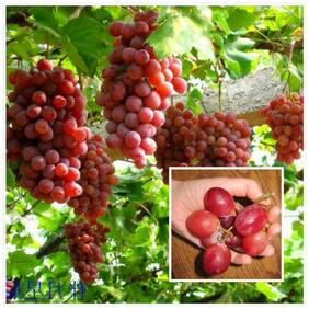 Seeds For Container Garden Green Grape Fruit Vine Vitis Vinifera Seeds Fruit Plant Seeds For Outdoor Kitchen Garden Bonsai Suitable Fruit Seeds Pack By Creative Farmer